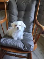 Eli (AKC), a male Maltese for sale in San Antonio, TX – 3 of 5