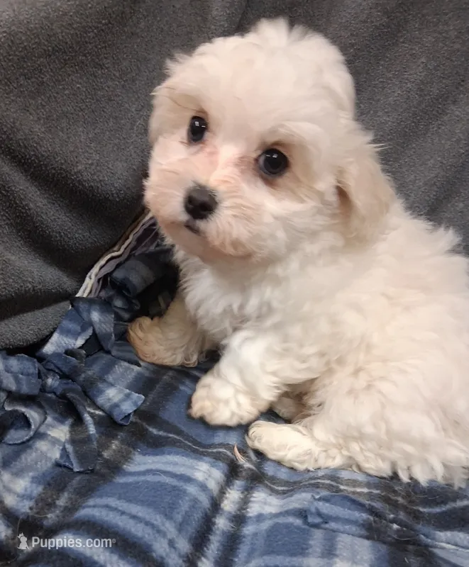 Jewel – Maltipoo puppy for sale in San Antonio, TX
