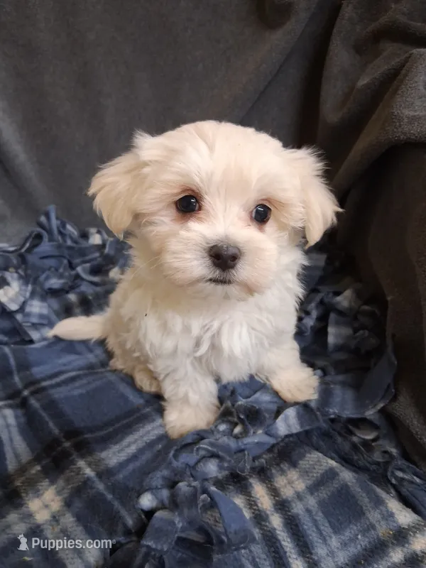 Silas (AKC) – Maltese puppy for sale in San Antonio, TX