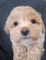 Asher ON HOLD, a male Maltipoo for sale in San Antonio, TX – 3 of 8