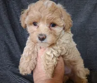 Asher ON HOLD, a male Maltipoo for sale in San Antonio, TX – 6 of 8