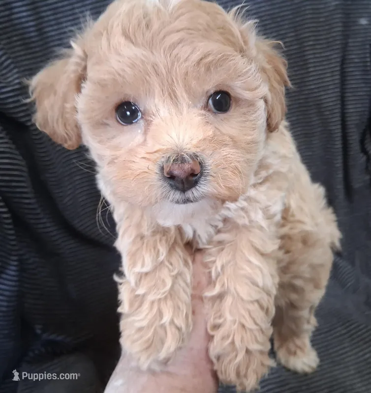 Asher – Maltipoo puppy for sale in San Antonio, TX