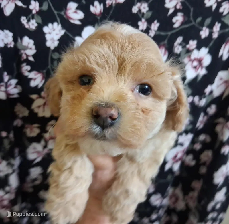 Asher – Maltipoo puppy for sale in San Antonio, TX