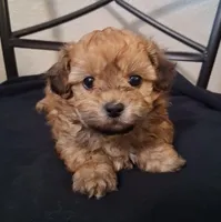 Asa, Shihpoo, a male Shih Tzu for sale in San Antonio, TX – 3 of 5