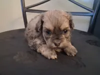 Shiloh, a female Shihpoo for sale in San Antonio, TX – 3 of 4