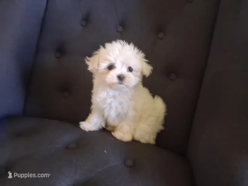 Levi (AKC) – Maltese puppy for sale in San Antonio, TX