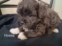 Hosea, Shihpoo, a male Shih Tzu for sale in San Antonio, TX – 6 of 6