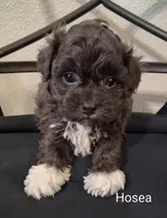 Hosea, Shihpoo, a male Shih Tzu for sale in San Antonio, TX – 4 of 6