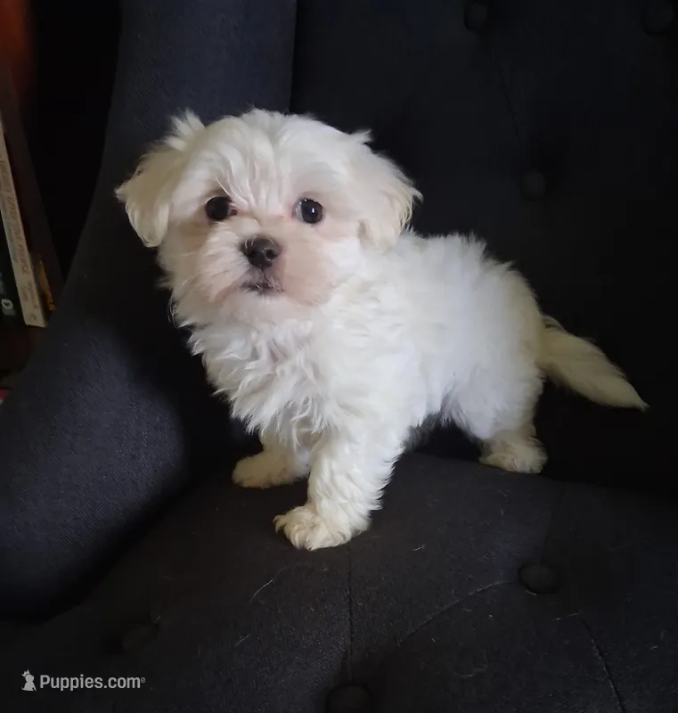 Eli (AKC) – Maltese puppy for sale in San Antonio, TX