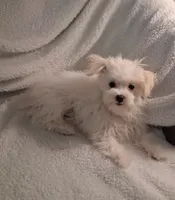 Zeb, a male Maltese for sale in San Antonio, TX – 5 of 5