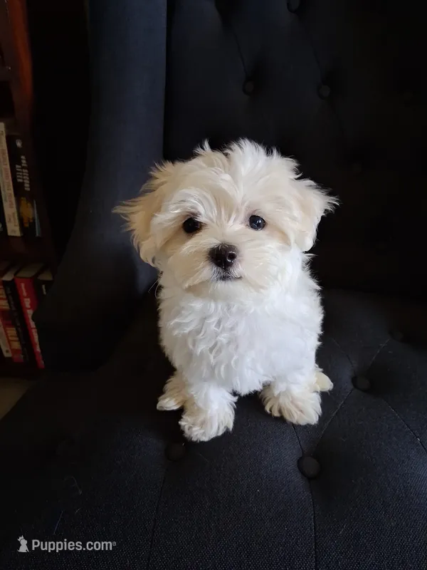 Ruthie (AKC) – Maltese puppy for sale in San Antonio, TX