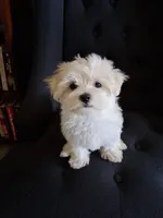 Ruthie (AKC), a female Maltese for sale in San Antonio, TX – 1 of 6