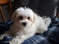 Jewel, a female Maltipoo for sale in San Antonio, TX – 6 of 7