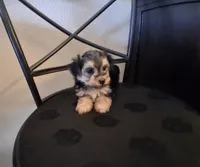 Piper, morkiepoo , a female Morkie for sale in San Antonio, TX – 4 of 5