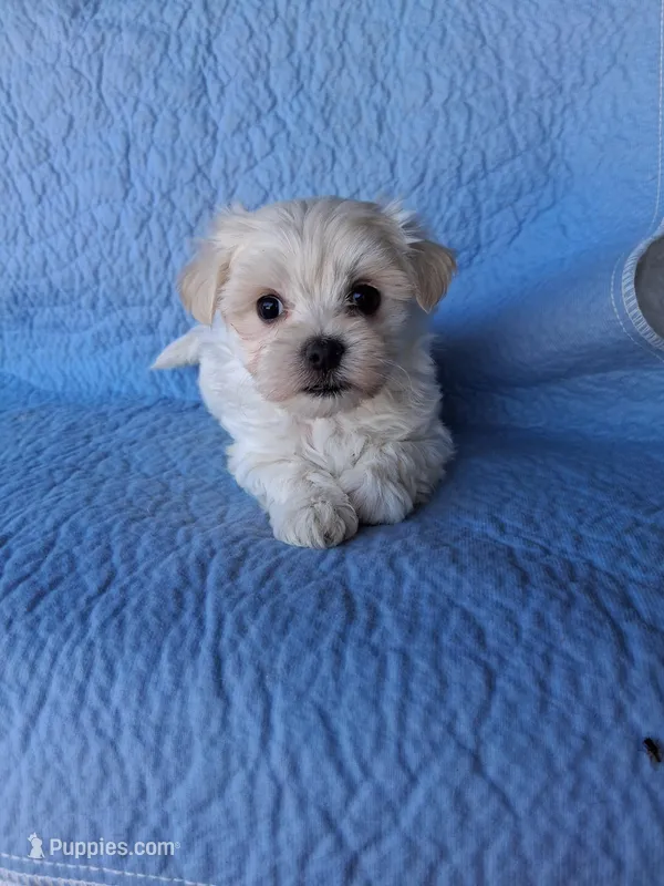 Silas (AKC) – Maltese puppy for sale in San Antonio, TX