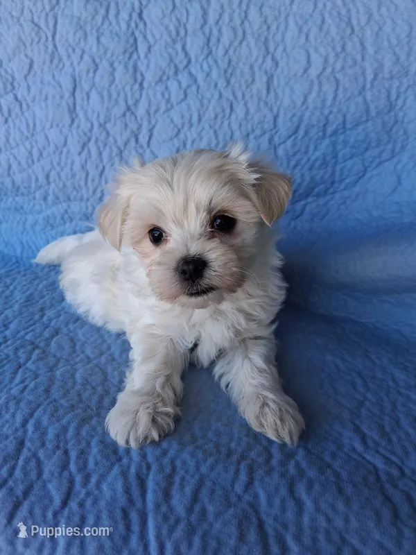 Silas (AKC) – Maltese puppy for sale in San Antonio, TX