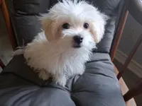 Silas (AKC), a male Maltese for sale in San Antonio, TX – 6 of 9