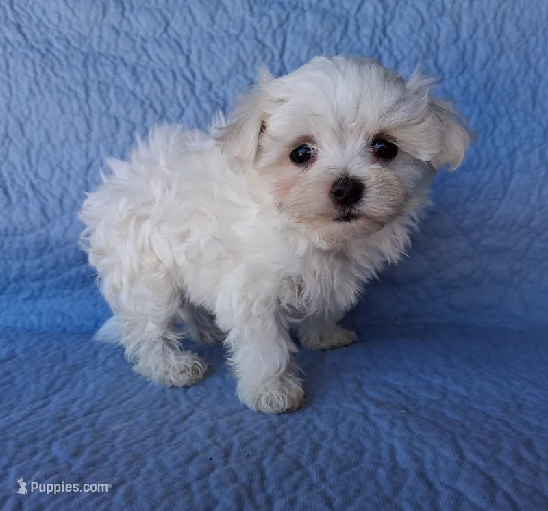 Levi (AKC) – Maltese puppy for sale in San Antonio, TX