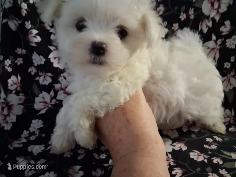 Levi (AKC) – Maltese puppy for sale in San Antonio, TX