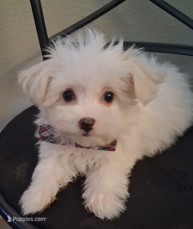 Zeb – Maltese puppy for sale in San Antonio, TX