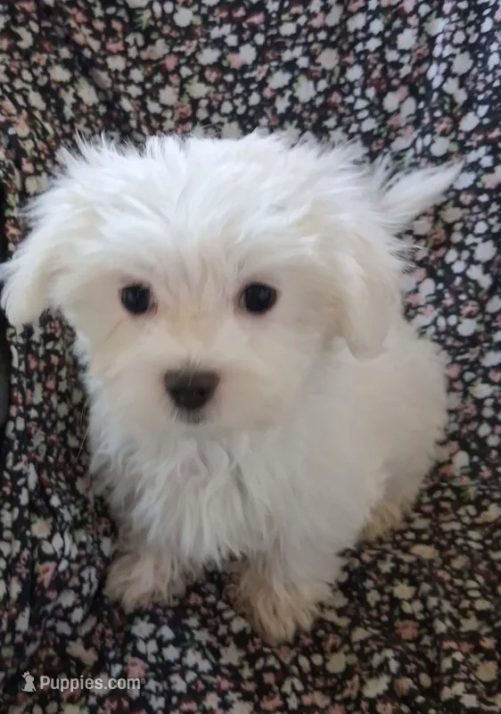Eli (AKC) – Maltese puppy for sale in San Antonio, TX