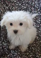 Eli (AKC), a male Maltese for sale in San Antonio, TX – 5 of 9