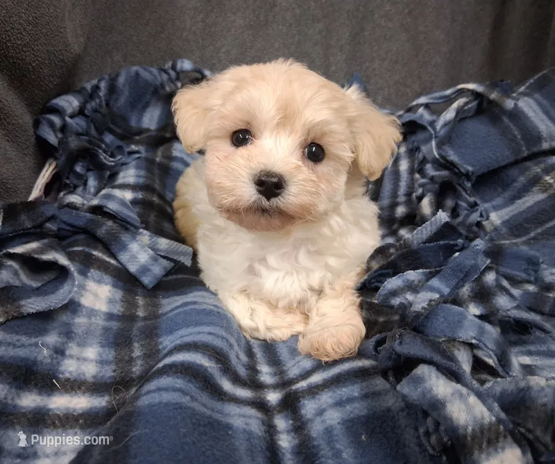 Tobias – Maltipoo puppy for sale in San Antonio, TX