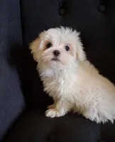 Dinah (AKC), a female Maltese for sale in San Antonio, TX – 1 of 5