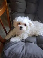 Abel (AKC), a male Maltese for sale in San Antonio, TX – 7 of 9