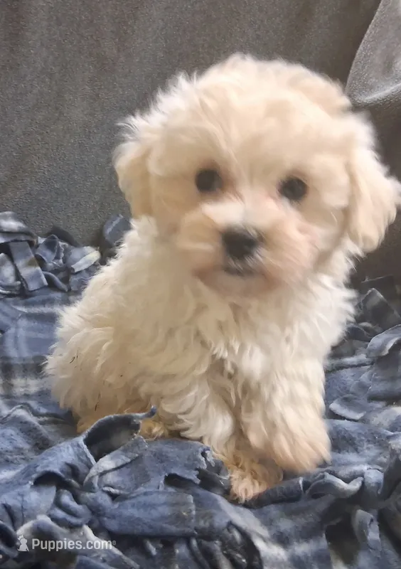 Micah – Maltipoo puppy for sale in San Antonio, TX