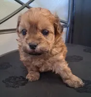 Asa, a male Shihpoo for sale in San Antonio, TX – 3 of 6