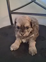 Shiloh, a female Shihpoo for sale in San Antonio, TX – 4 of 4