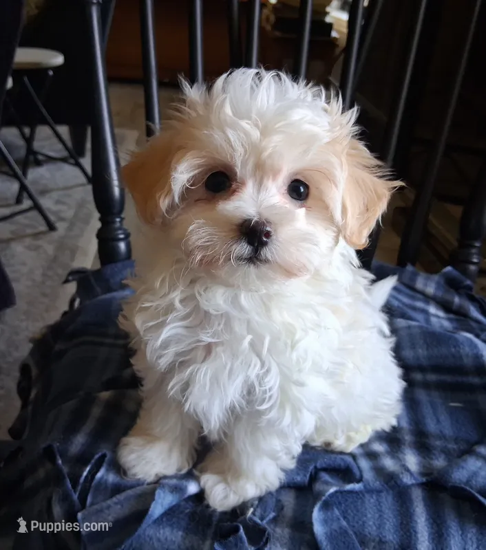 Gracie  – Maltipoo puppy for sale in San Antonio, TX