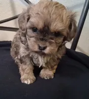 Shiloh, Shihpoo, a female Shih Tzu for sale in San Antonio, TX – 3 of 4