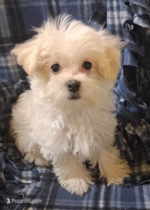 Silas (AKC) – Maltese puppy for sale in San Antonio, TX