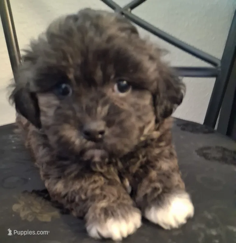 Aaron, Shihpoo – Shih Tzu puppy for sale in San Antonio, TX