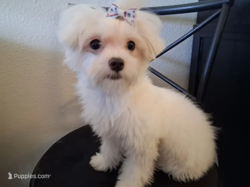 Dinah (AKC) – Maltese puppy for sale in San Antonio, TX