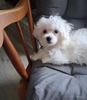 Ruthie (AKC), a female Maltese for sale in San Antonio, TX – 4 of 7