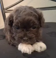 Hosea, a male Shihpoo for sale in San Antonio, TX – 5 of 5