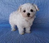 Levi (AKC), a male Maltese for sale in San Antonio, TX – 3 of 5