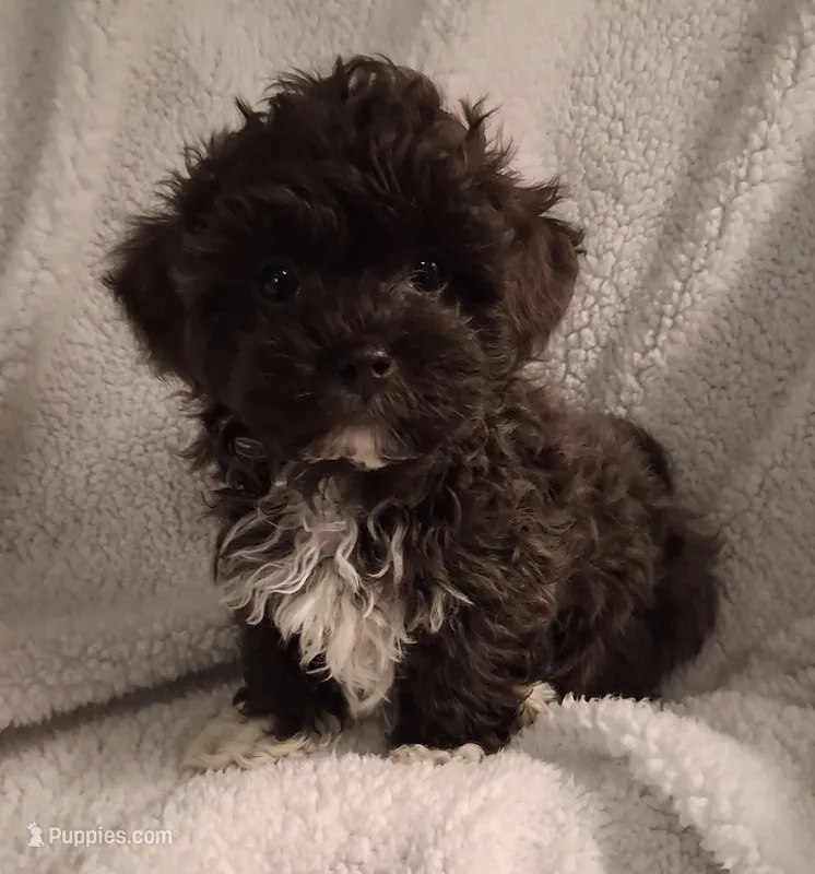 Joey (Hosea) – Shihpoo puppy for sale in San Antonio, TX