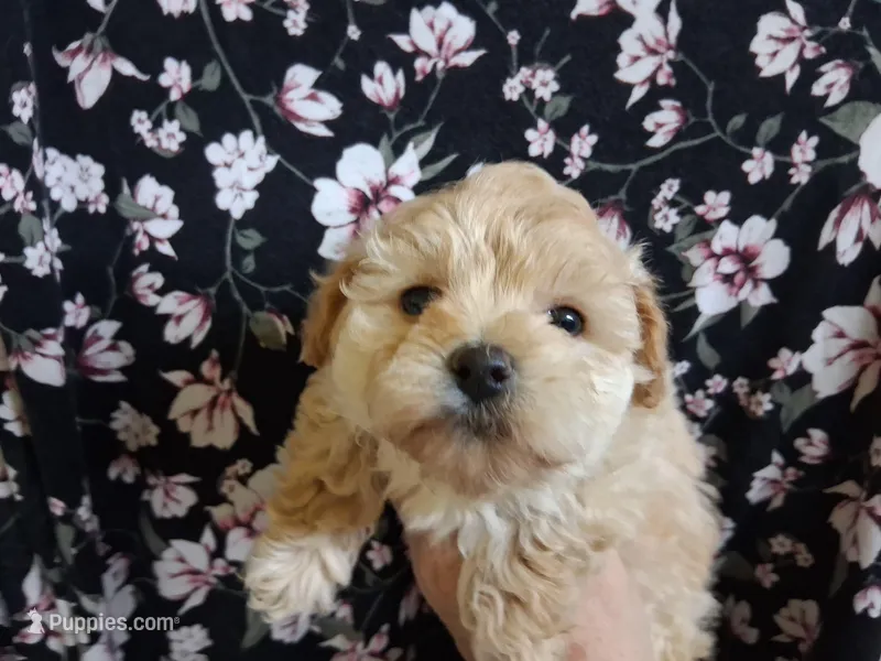 Phoebe – Maltipoo puppy for sale in San Antonio, TX