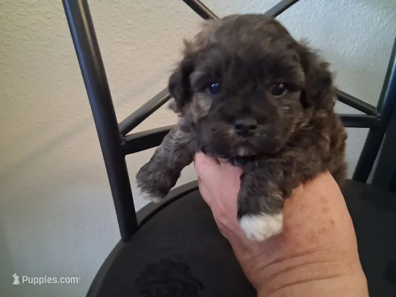Aaron  – Shihpoo puppy for sale in San Antonio, TX