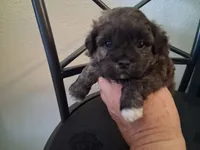 Aaron , a male Shihpoo for sale in San Antonio, TX – 1 of 4