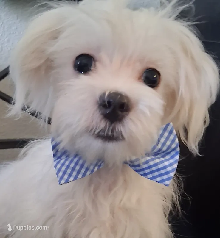Eli (AKC) – Maltese puppy for sale in San Antonio, TX