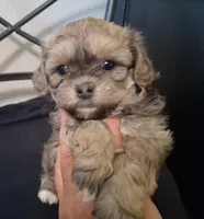 Shiloh, Shihpoo, a female Shih Tzu for sale in San Antonio, TX – 4 of 4