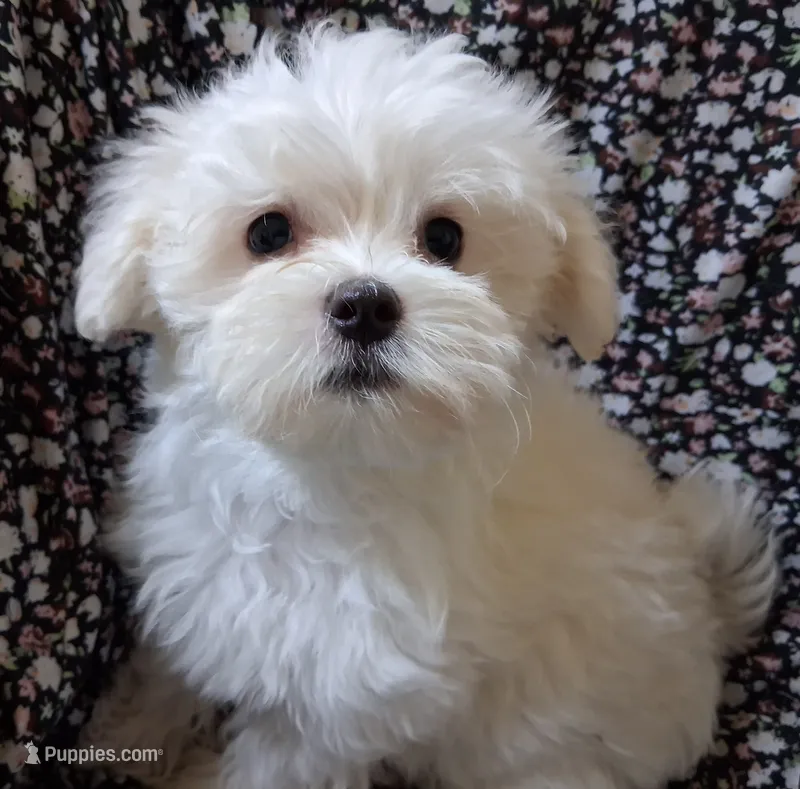 Jesse (AKC) – Maltese puppy for sale in San Antonio, TX