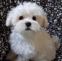 Jesse (AKC), a male Maltese for sale in San Antonio, TX – 1 of 5
