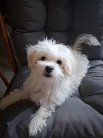 Silas (AKC), a male Maltese for sale in San Antonio, TX – 3 of 9
