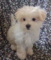 Silas (AKC), a male Maltese for sale in San Antonio, TX – 5 of 6